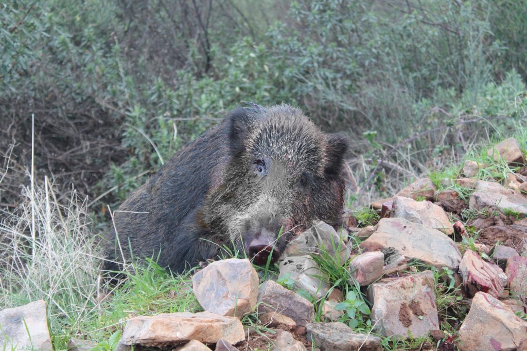 Montería en el Cigarro
