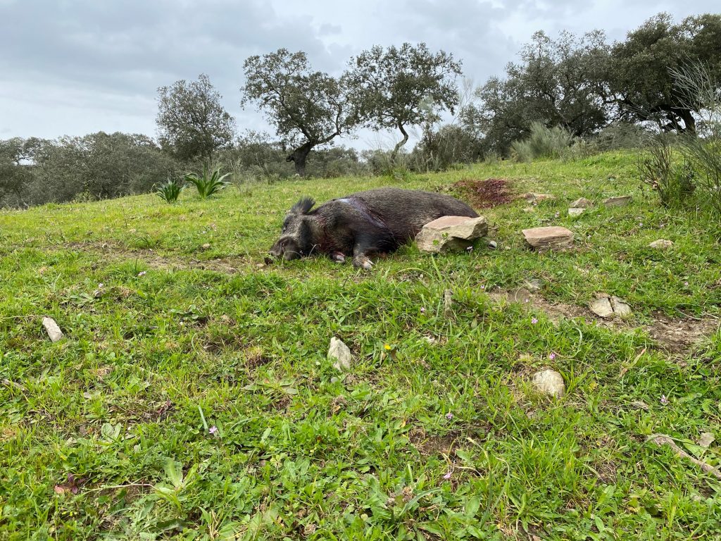 Montería en El Morro