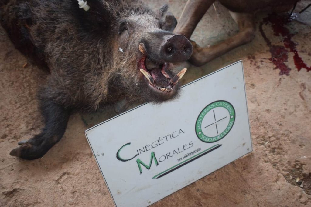 Montería en Valdegama de Fresno