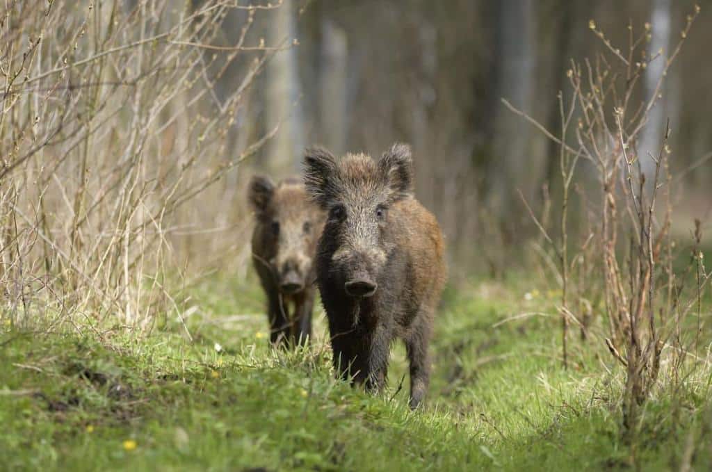 Montería de jabalí y ciervo en Los Barrancones II.