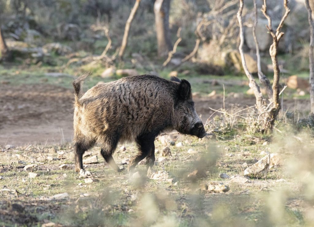 Montería en La Tesorera.