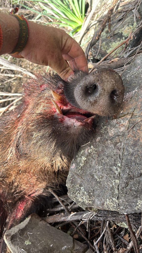 Montería en La Solana