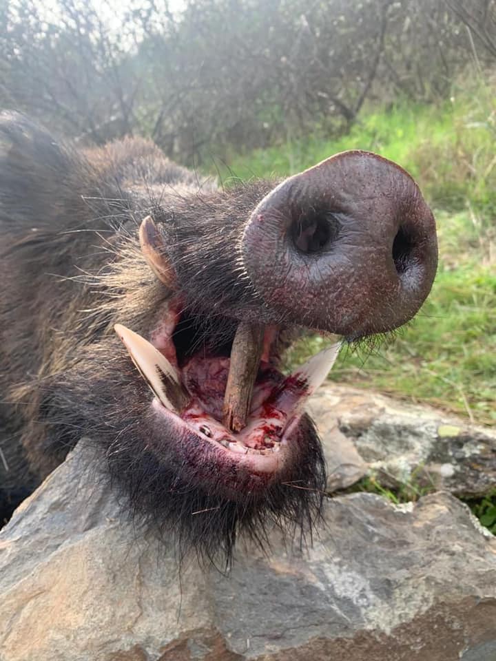 Montería en La Alcornocosa
