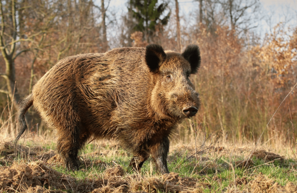 Montería en Cantalojas