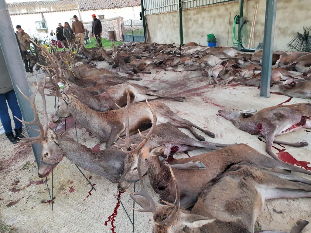 Montería en La Majadilla