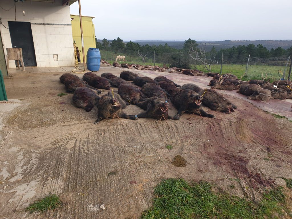 Montería en La Solana