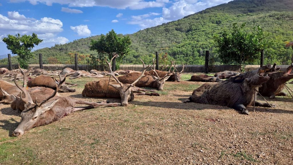 Montería en Palacio de Mirabel