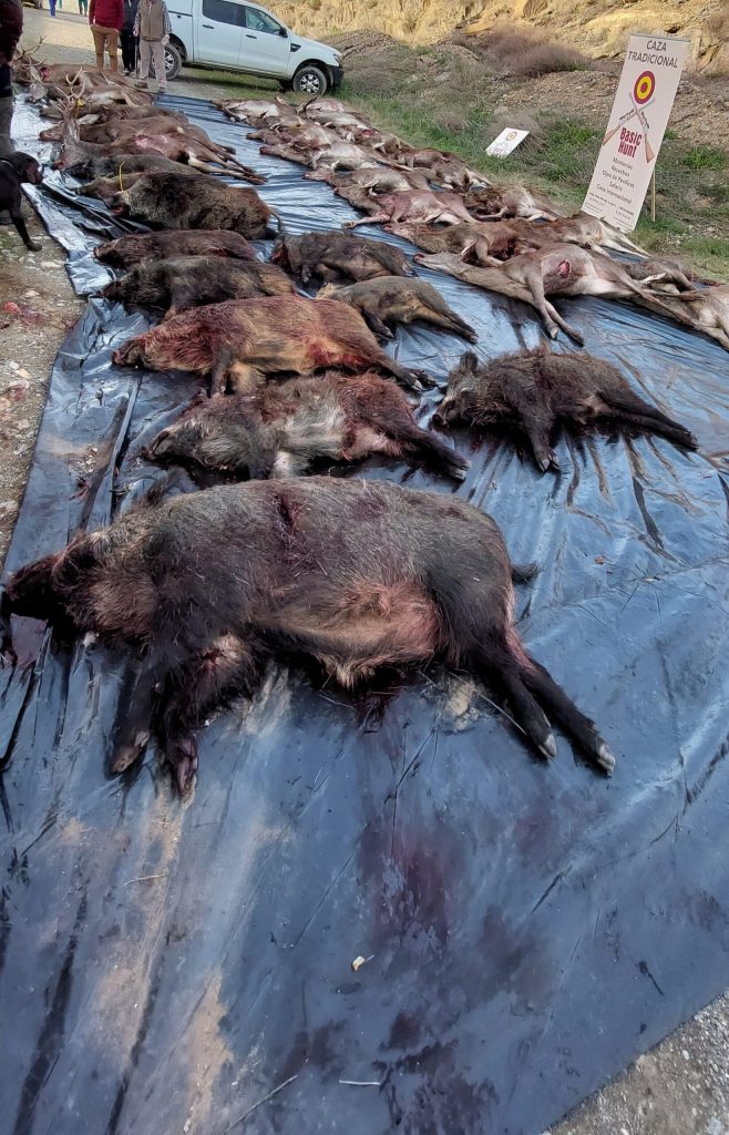 Montería en Robledillo