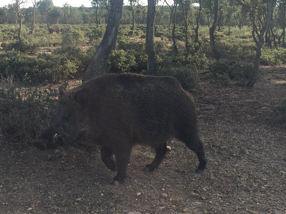 Montería en El Lentiscar