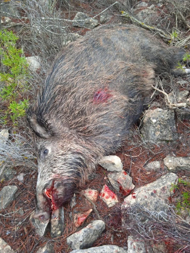 Montería en El Madroño
