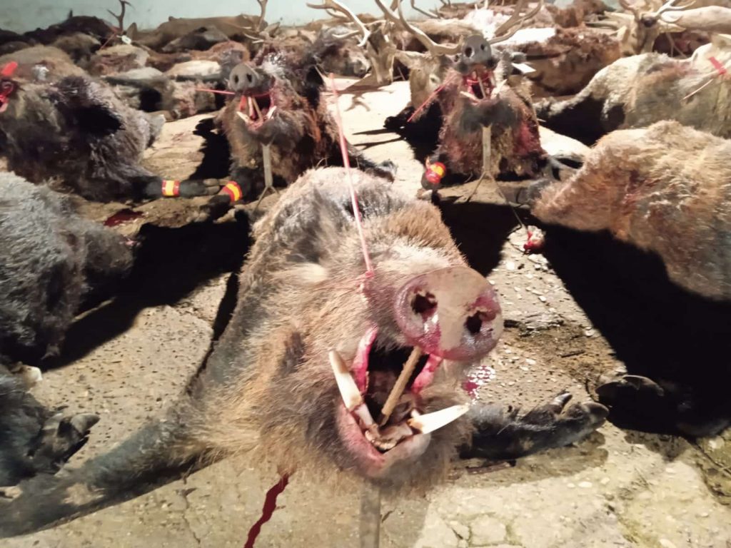 Montería en La Aviación
