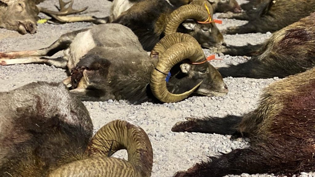 Montería en Montera Alta