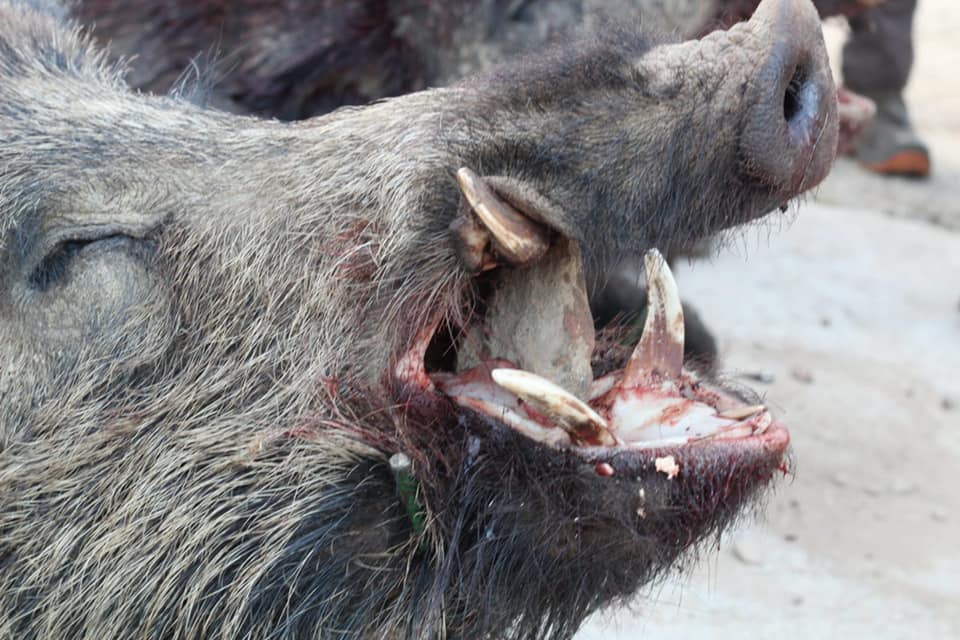 Montería en Zahones y Trabucos