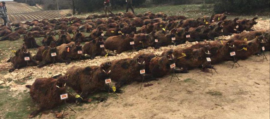 Montería en Arenal de Arriba IV