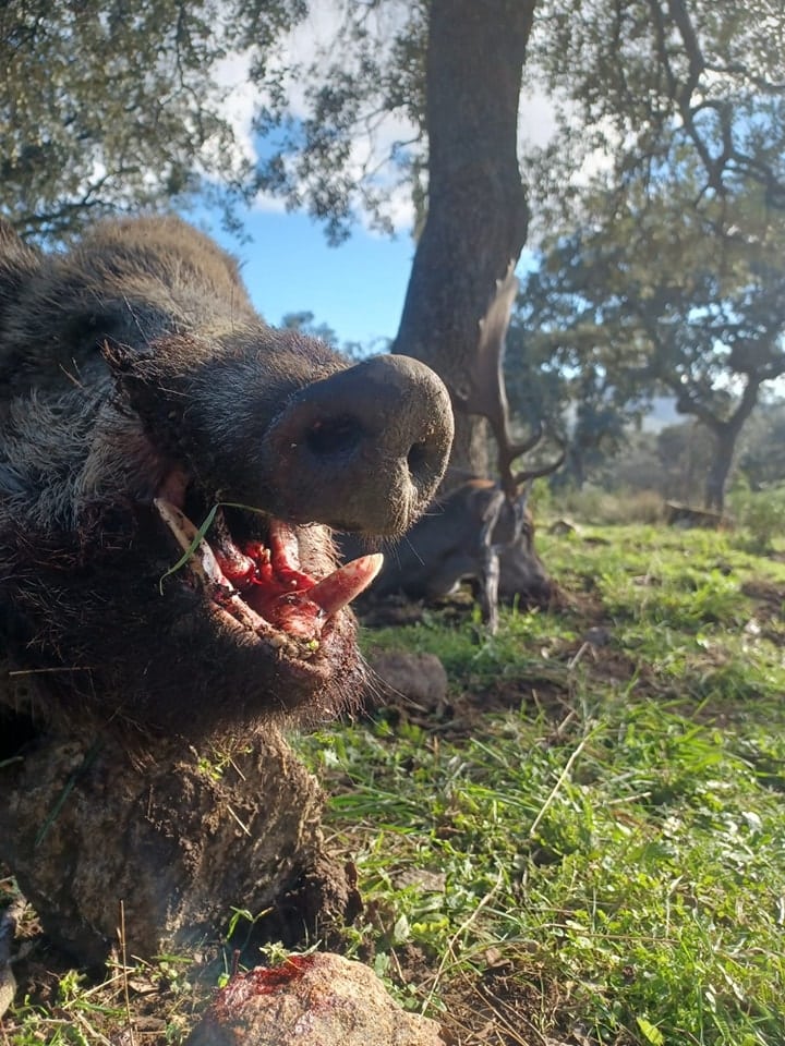 Montería en Navahermosa.