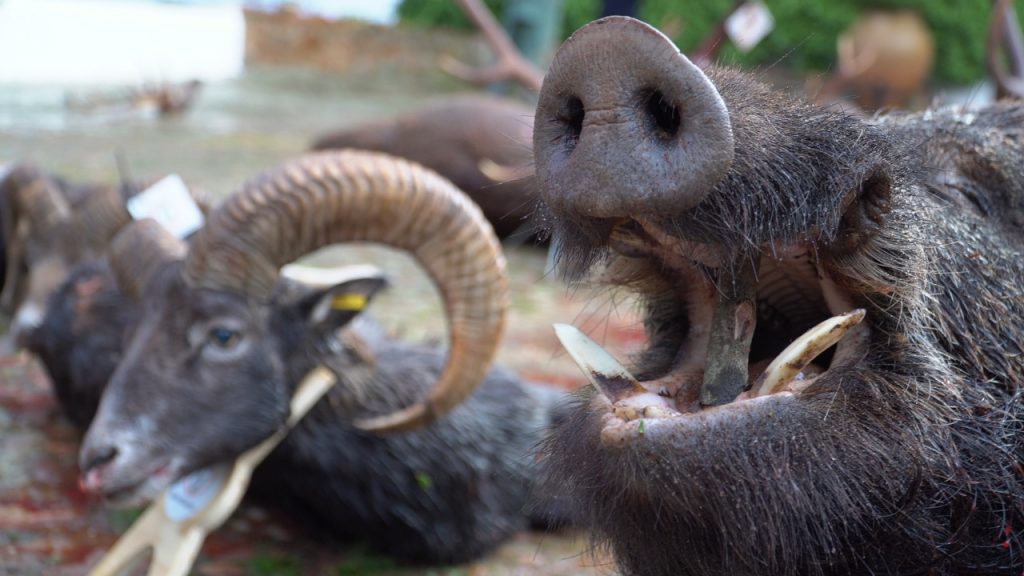 Montería en La Estancia