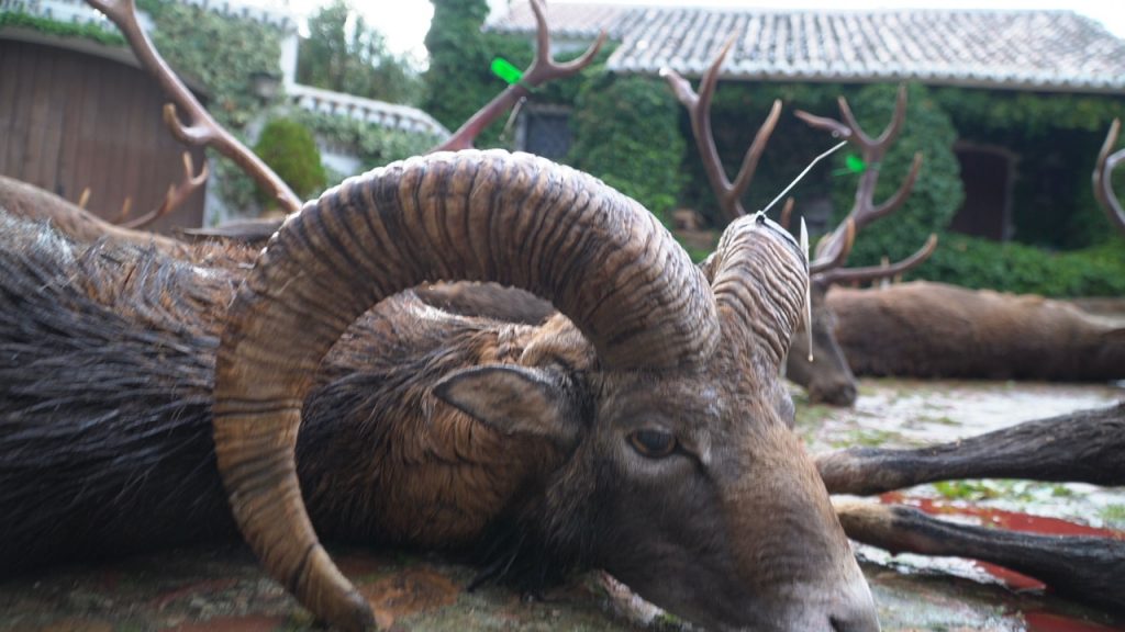 Montería en La Estancia II