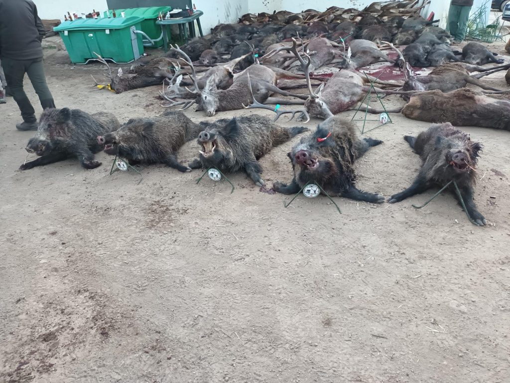 Montería en la Solana