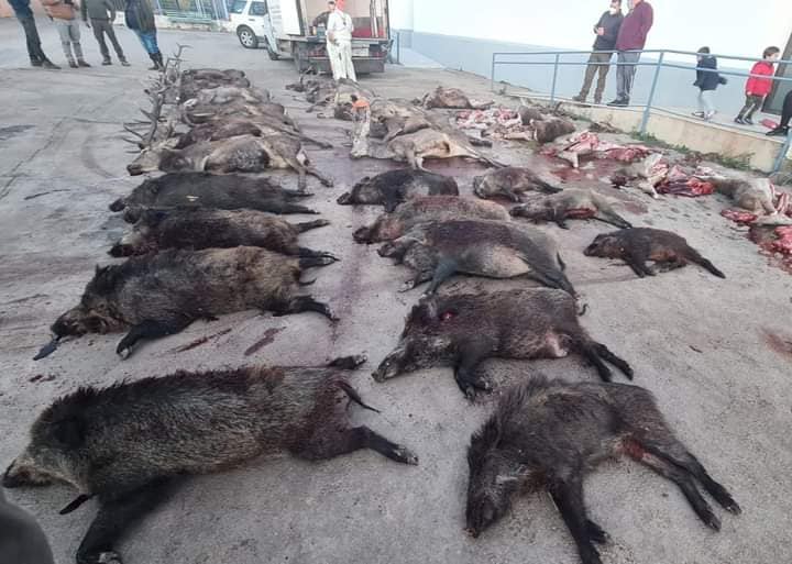 Montería en Valdehornos