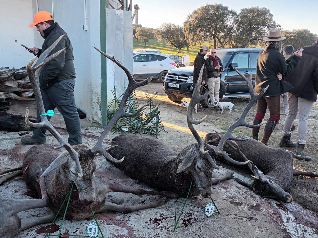 Montería en Montoro