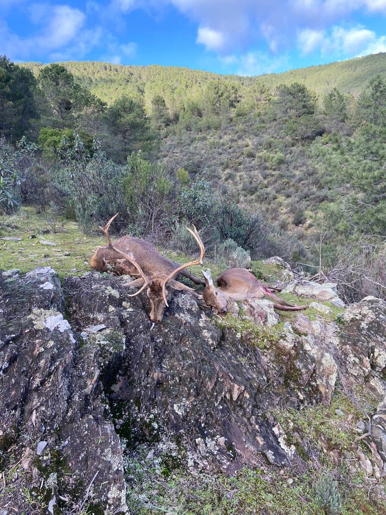 Montería en Los Almendrales.