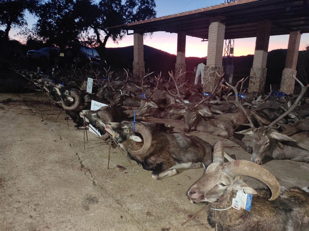 Montería en Las Minillas