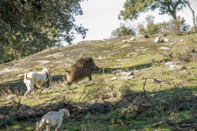 Montería en El Escondido