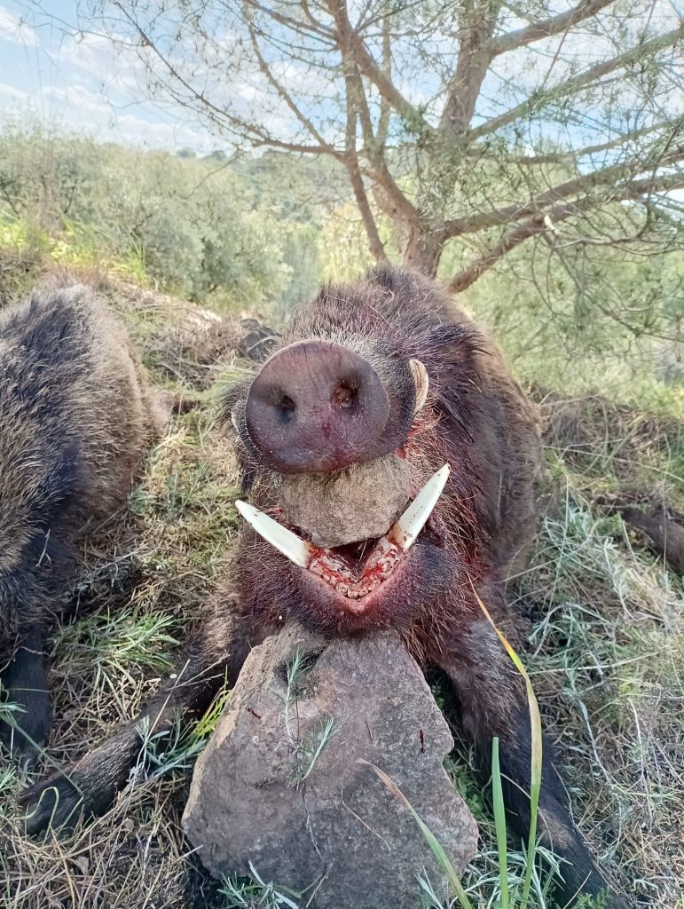 Montería en El Pedregoso II