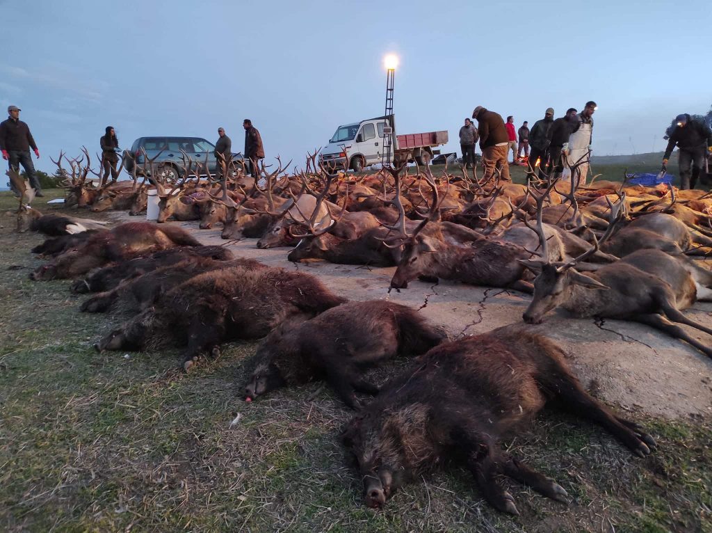 Montería en La Madera
