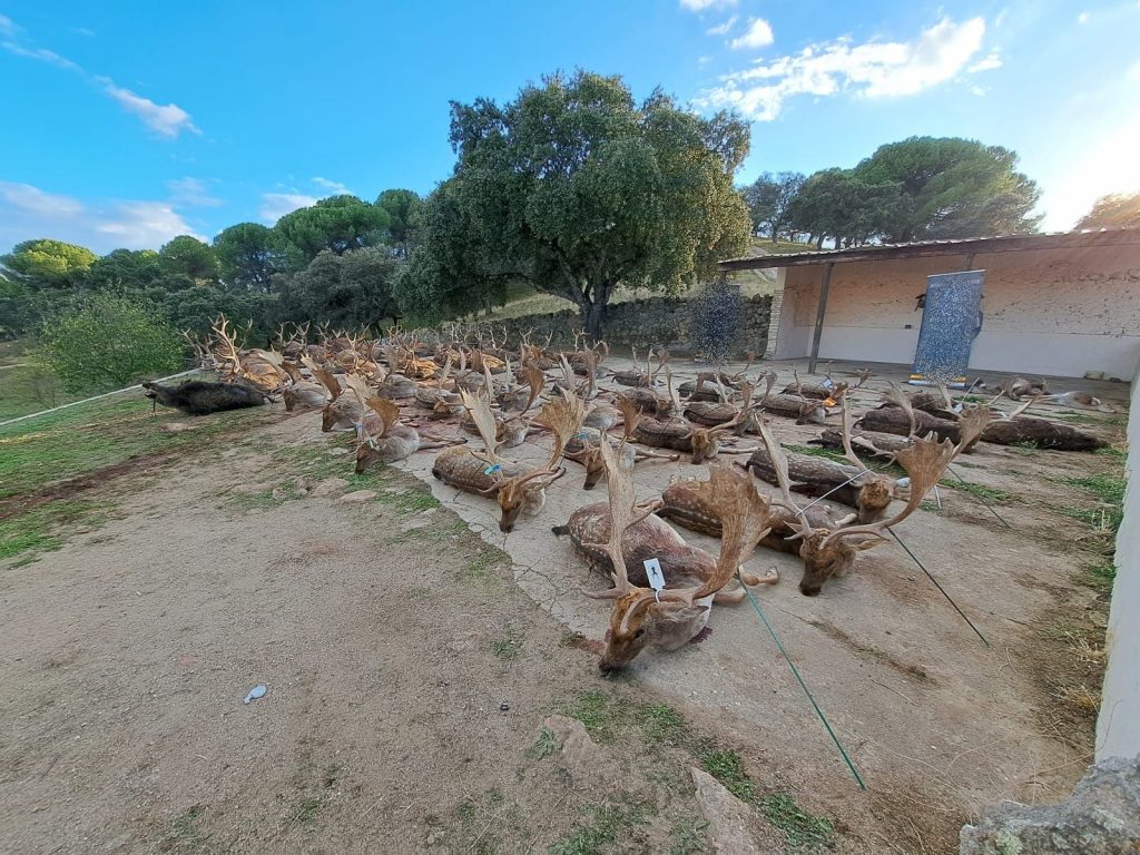 Montería en La Charneca