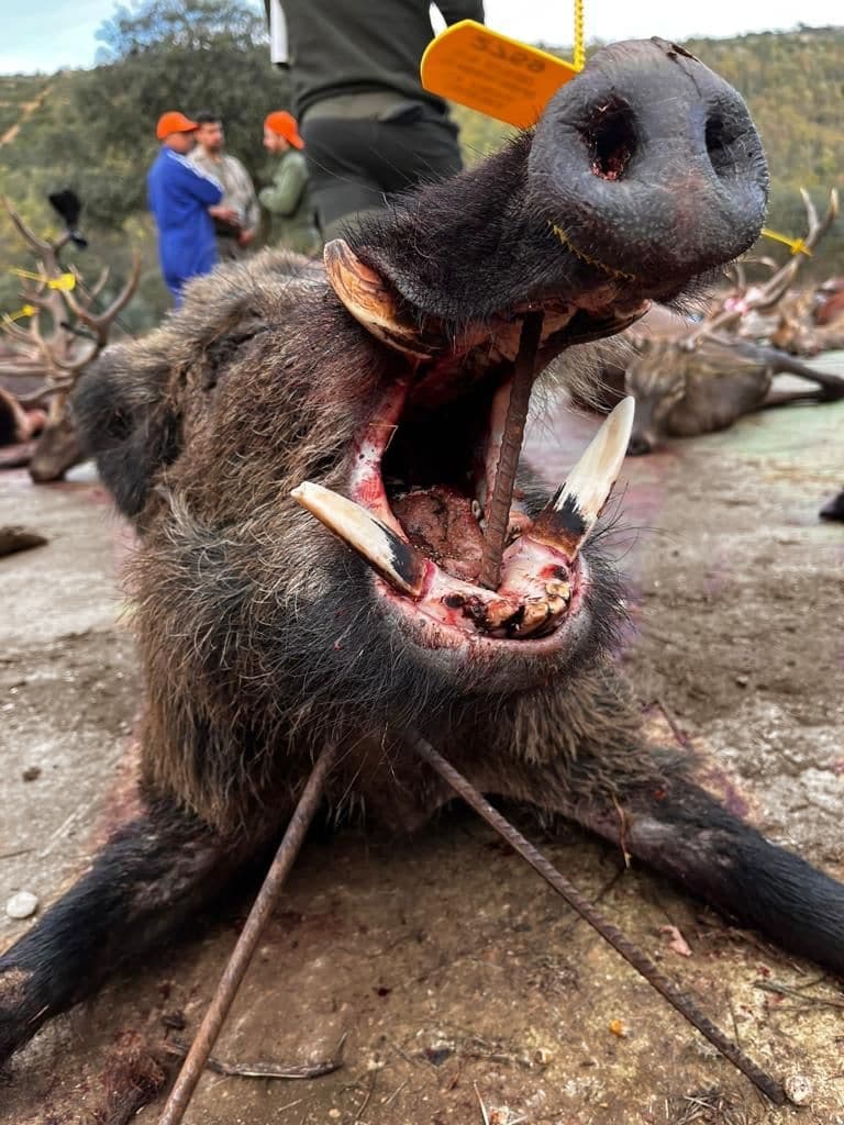 Montería en Riberos de la Anguila