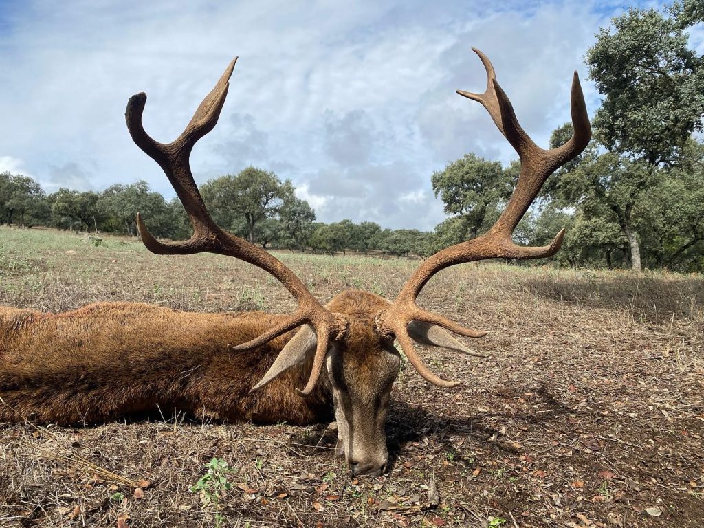 Montería en Romerales II