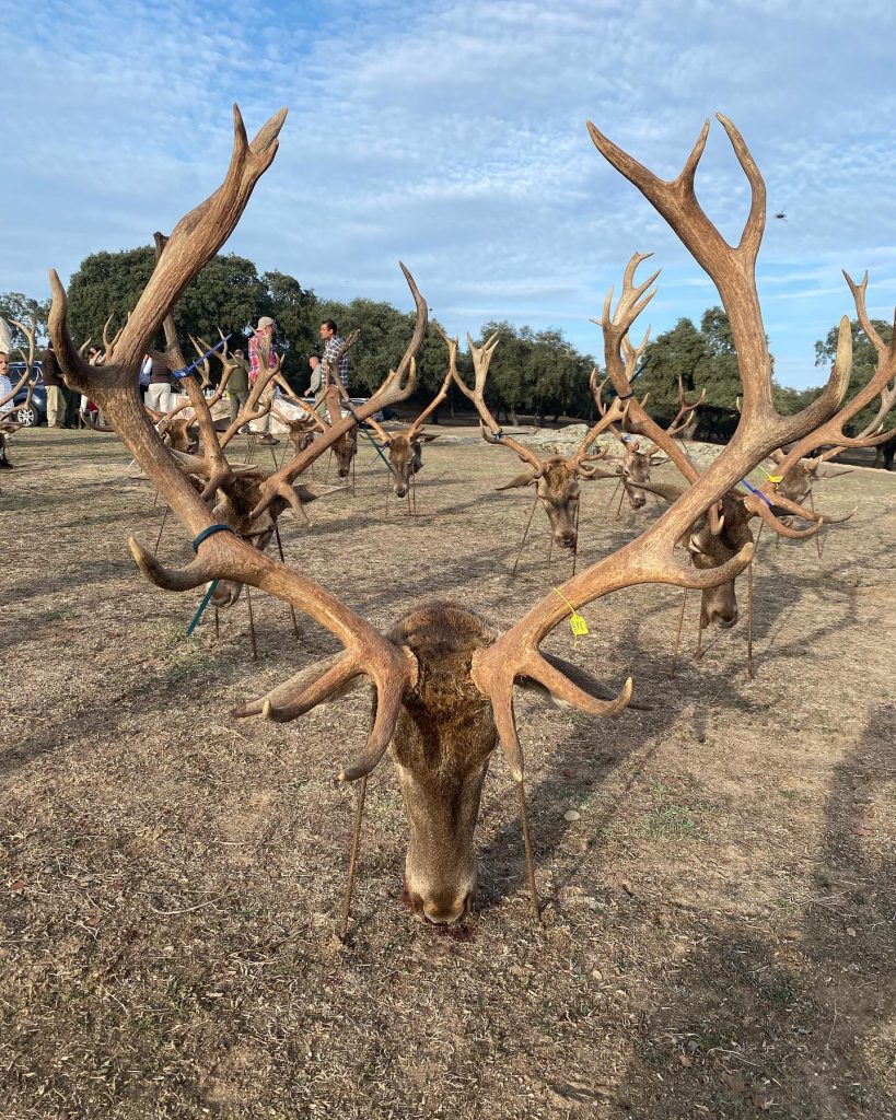 Montería en Romerales