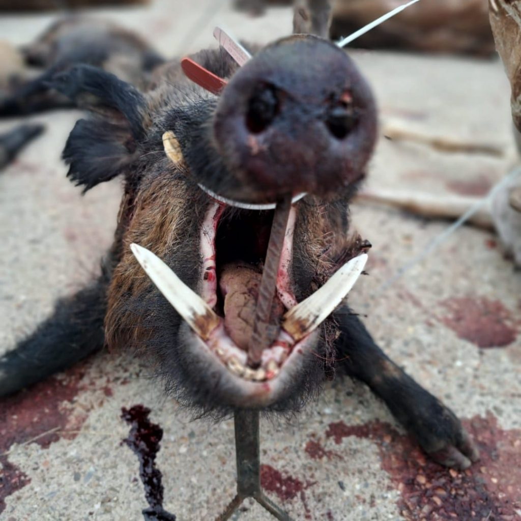 Montería en Los Valles