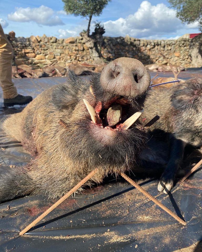 Montería en El Maromo