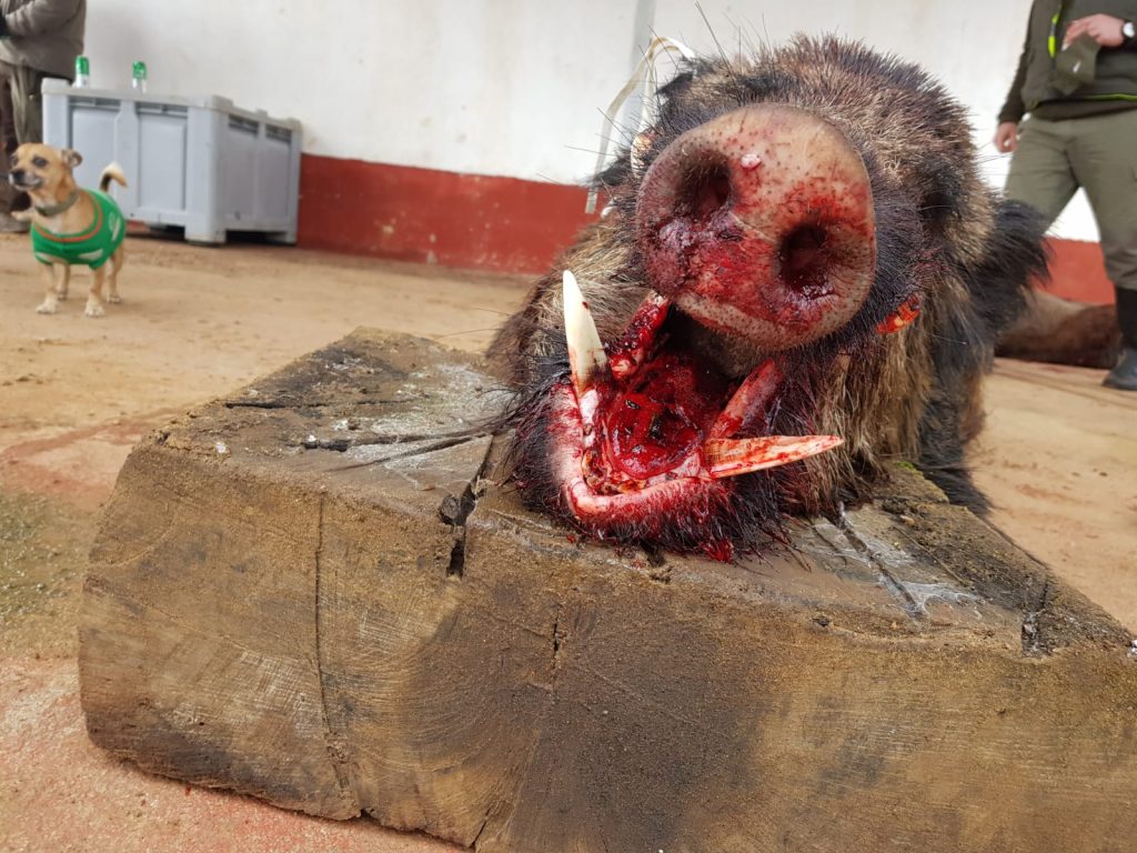 Montería en El Pedruégano