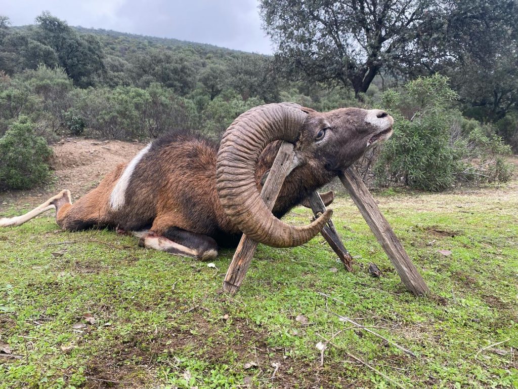 Montería en Torralba