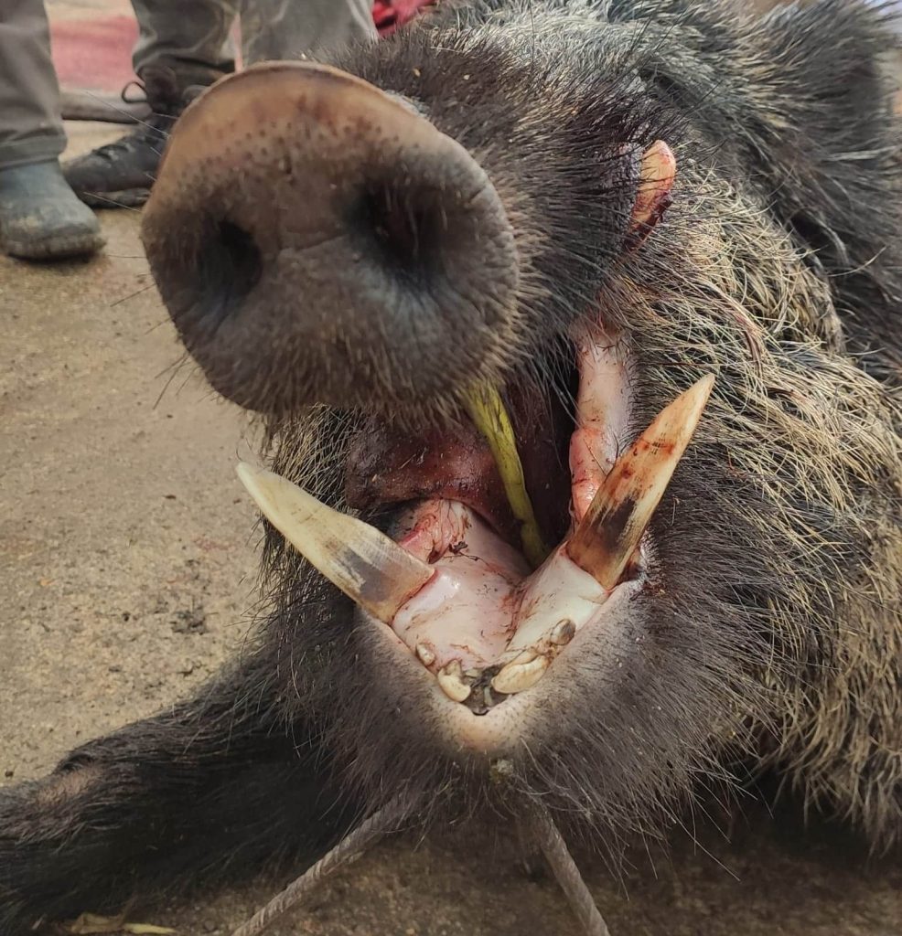 Montería en Caldereros