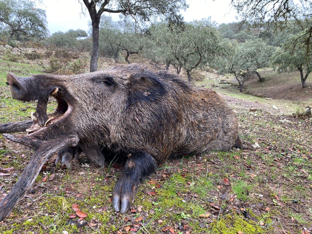 Montería en Zarza la Loma
