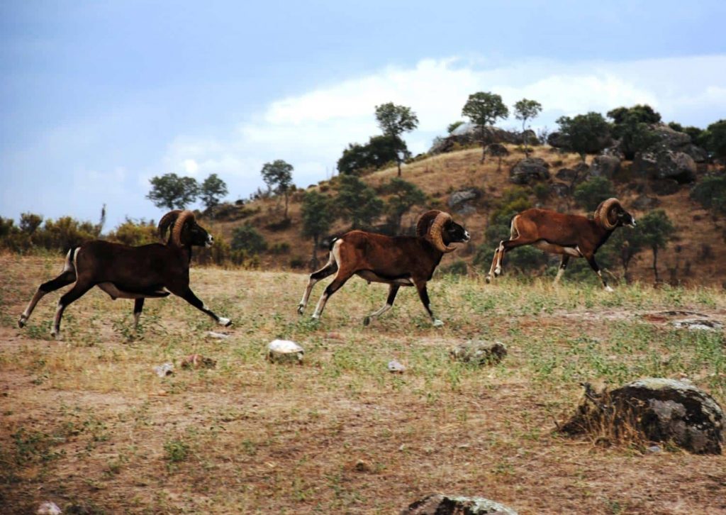 Montería en Majadavieja.