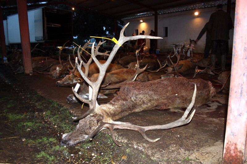 Montería en el Madroñal