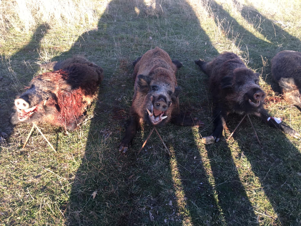 Montería en Atienza