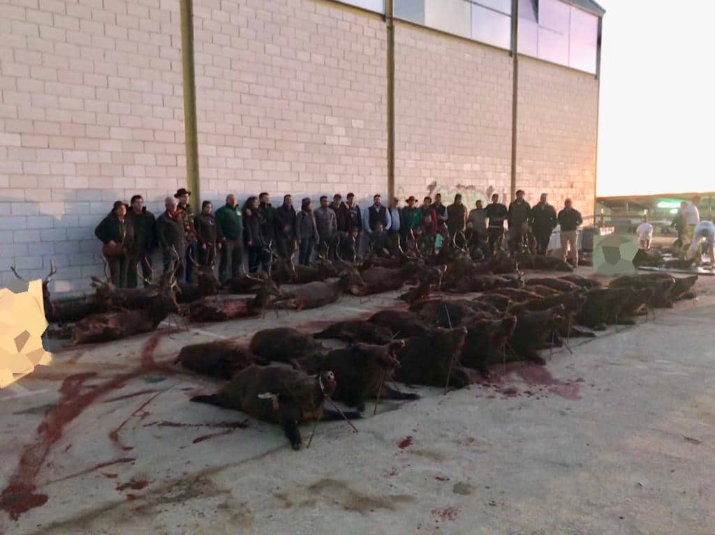 Montería en La Moheda