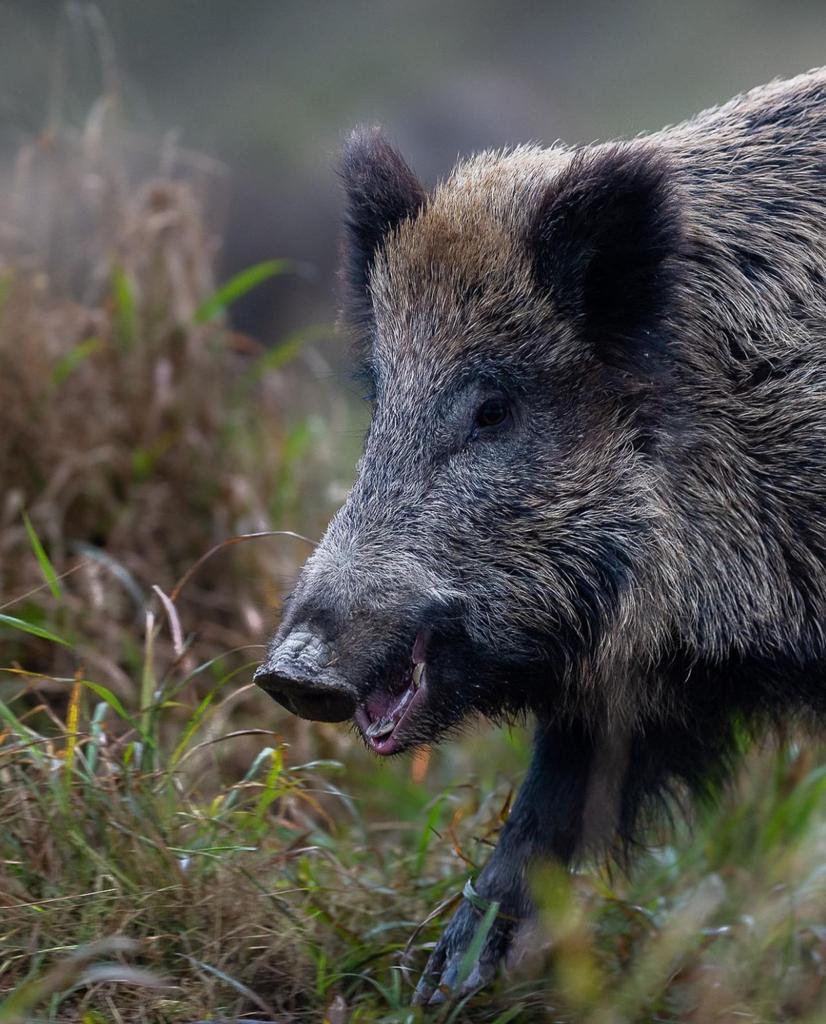 Montería en Laguna Arquillo
