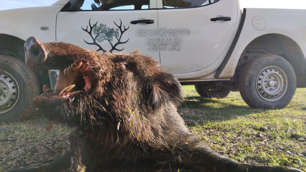Montería en la Campana