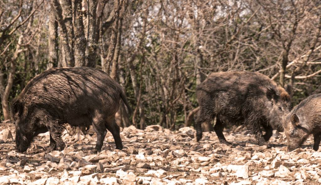 Montería en los Barrancones.