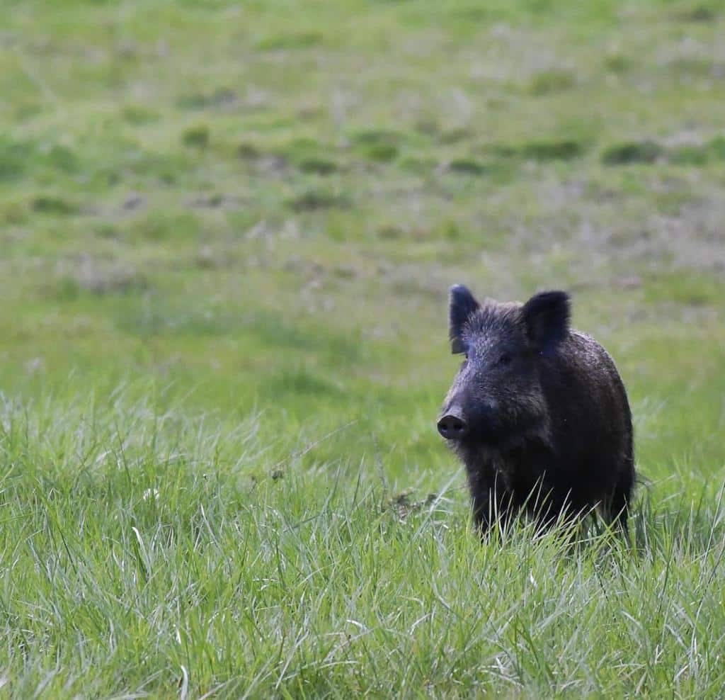 Montería en La Calderera