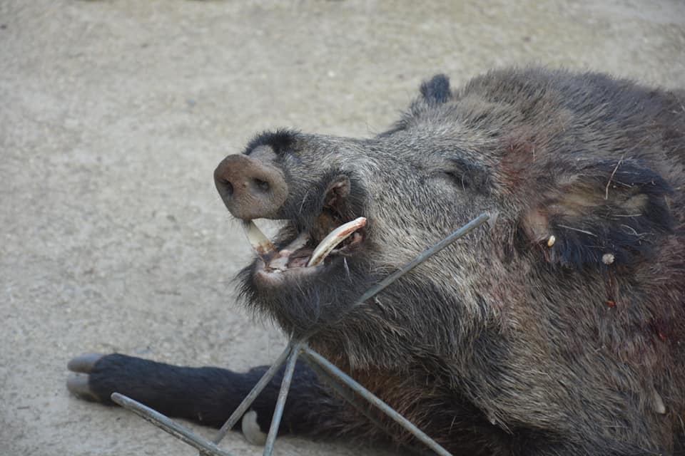 Montería en La Dehesilla