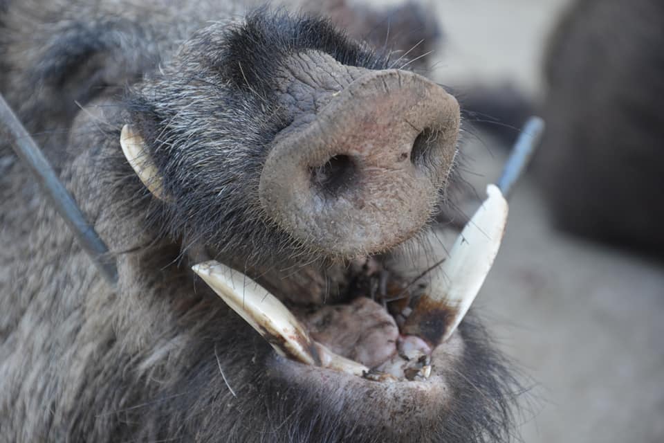 Montería en Los Terrazos