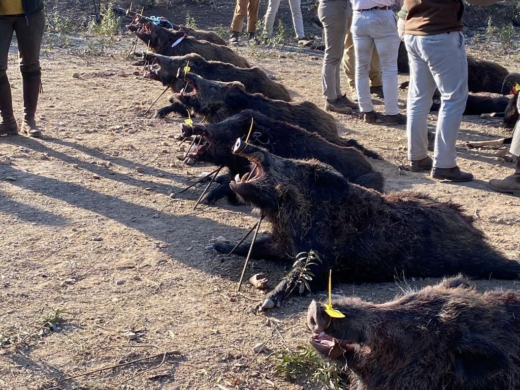 Montería en Cabeza del Asno